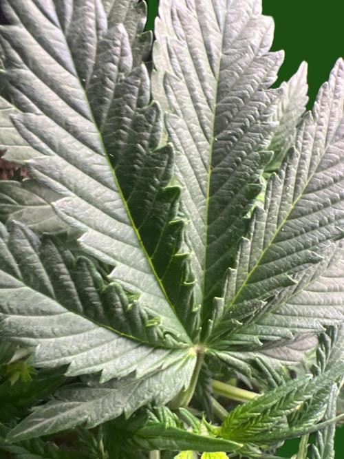 Gorilla Z Auto. Week 4 - Deep green leaf, healthy structure, healthy interveinal tissue!