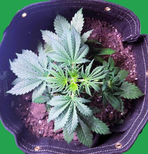 Gorilla Z Auto. Week 4 - Gorilla Z 
Day 15 Week 3