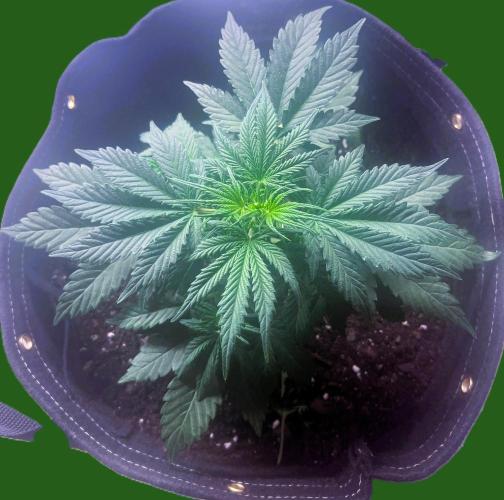 Gorilla Z Auto. Week 4 - Gorilla Z
Day 17 Week 3