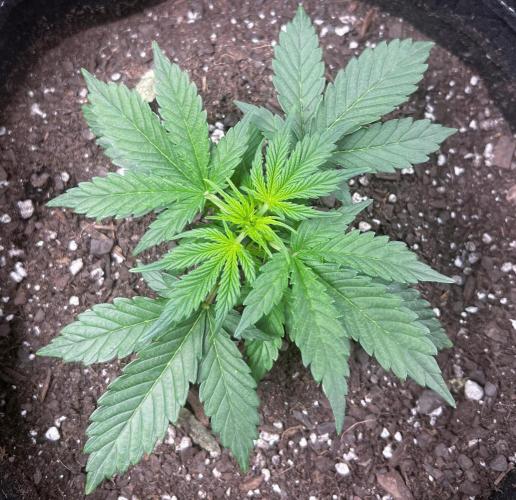 Gorilla Z Auto. Week 4 - Gorilla Z
Day 16 Week 3
