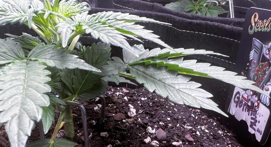 Gorilla Z Auto. Week 4 - Day 19 started LST training to turn her into a compact bush with super dense bud