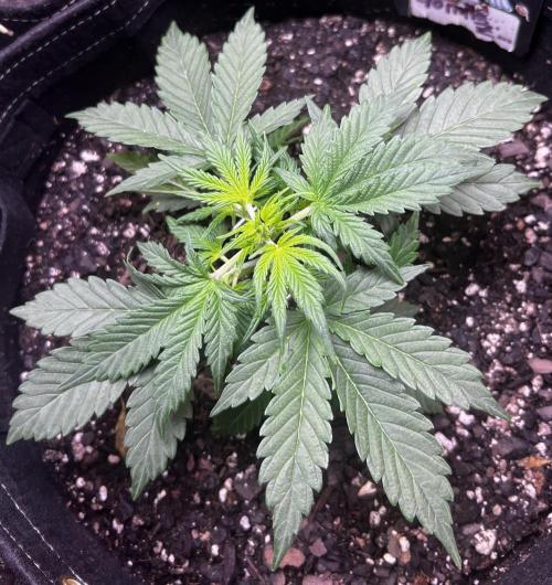 Gorilla Z Auto. Week 4 - Gorilla Z
Day 20 Week 3