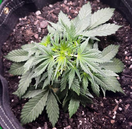 Gorilla Z Auto. Week 4 - Gorilla Z
Day 18 Week 3