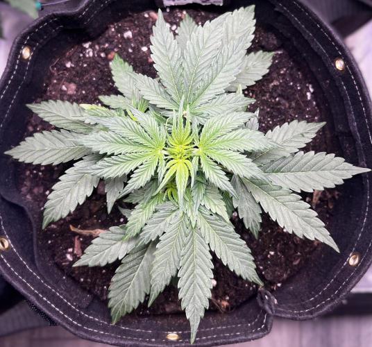 Gorilla Z Auto. Week 4 - Gorilla Z
Day 21 Week 3