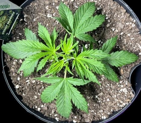 Eternity Cup 26 - Sticky Broccoli (Hunt). Week 3 - Jean Day 21 of Week 3

Her roots filled the pot fast! Dominating the tent early.