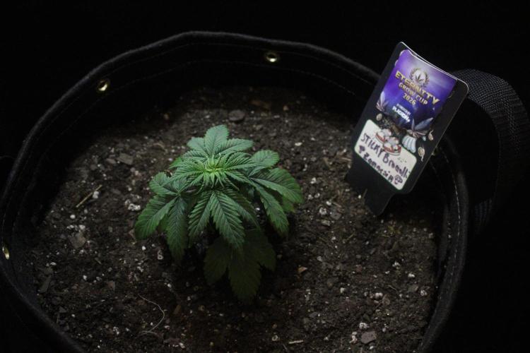 Eternity Cup 26 - Sticky Broccoli (Hunt). Week 3 - Mai Day 20 of Week 3

!! ALERT !!!!!