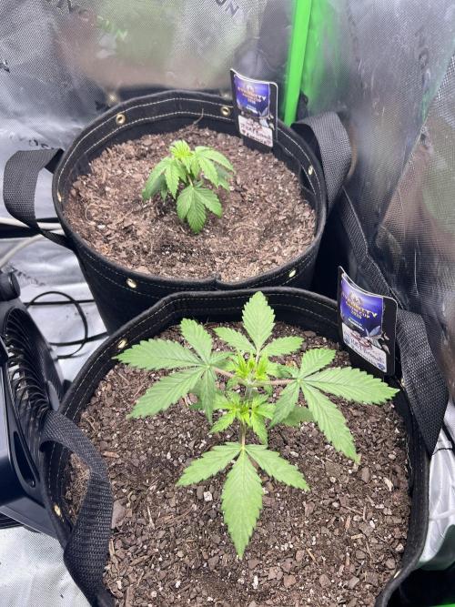Eternity Cup 26 - Sticky Broccoli (Hunt). Week 3 - Maki and Mai Day 19 of Week 3