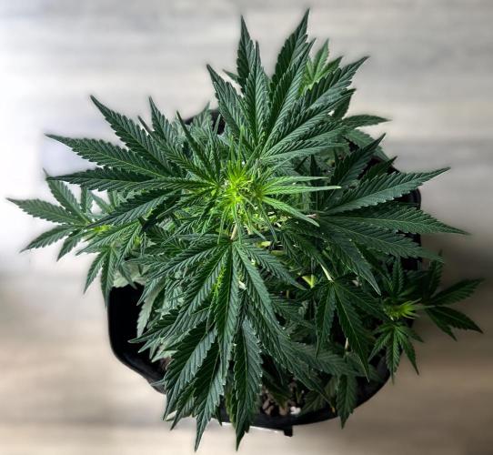 Gorilla Z Auto. Week 5 - Day 35 of Week 4