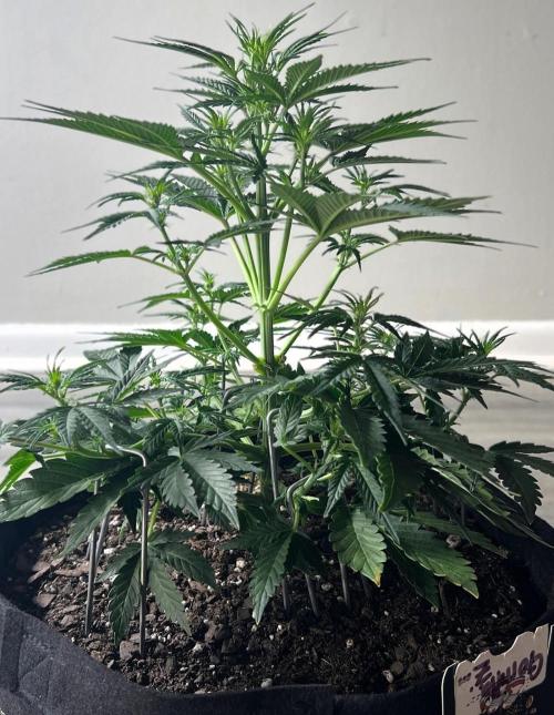 Gorilla Z Auto. Week 5 - Day 35 of Week 4