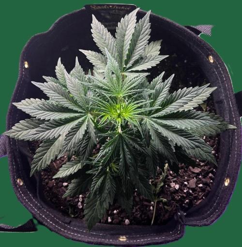 Gorilla Z Auto. Week 5 - Day 28 of Week 4