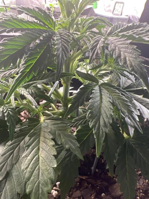 Gorilla Z Auto. Week 5 - Day 28 of Week 4