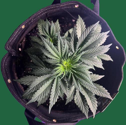 Gorilla Z Auto. Week 5 - Day 29 of Week 4