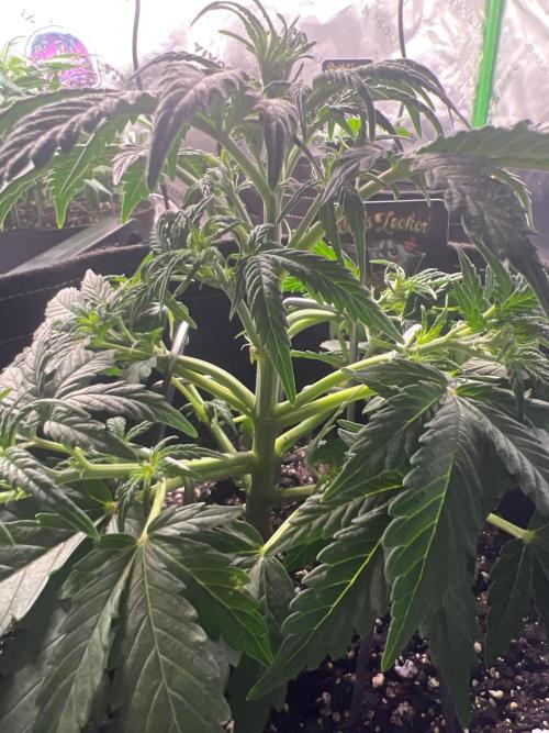 Gorilla Z Auto. Week 5 - Day 29 of Week 4