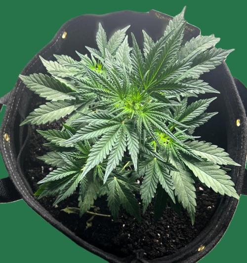 Gorilla Z Auto. Week 5 - Day 30 of Week 4