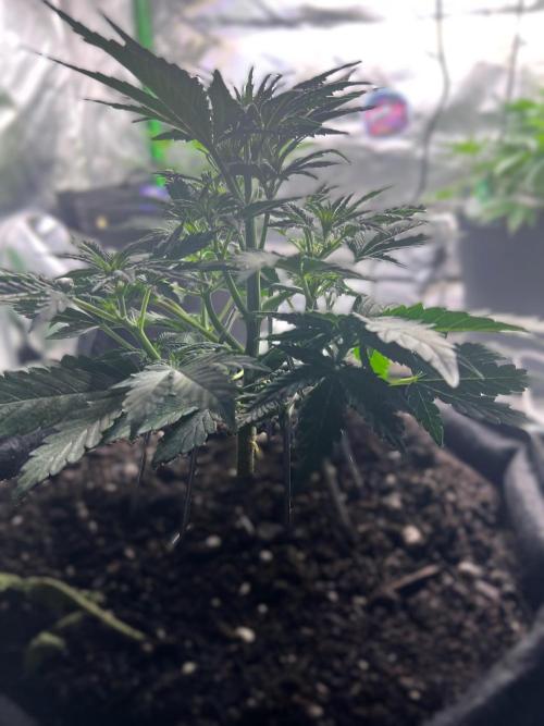 Gorilla Z Auto. Week 5 - Day 30 of Week 4