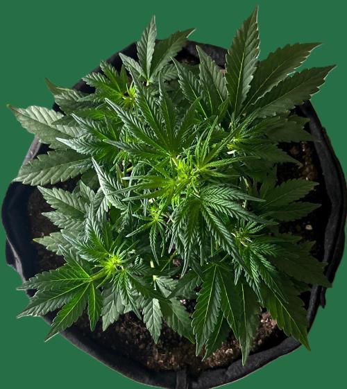 Gorilla Z Auto. Week 5 - Day 31 of Week 4
