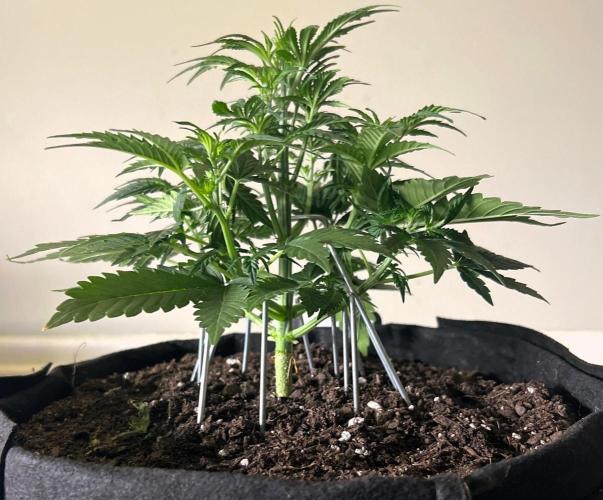 Gorilla Z Auto. Week 5 - Day 31 of Week 4