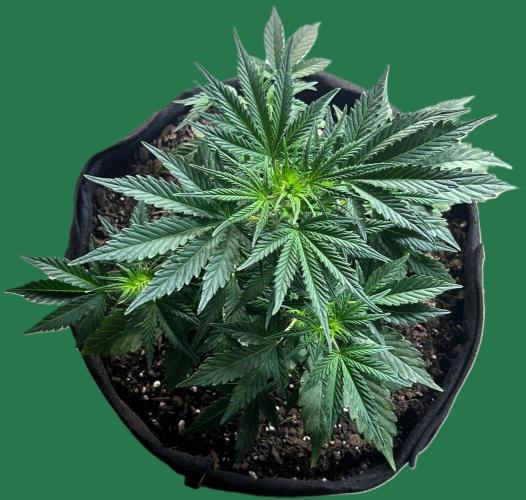Gorilla Z Auto. Week 5 - Day 32 of Week 4