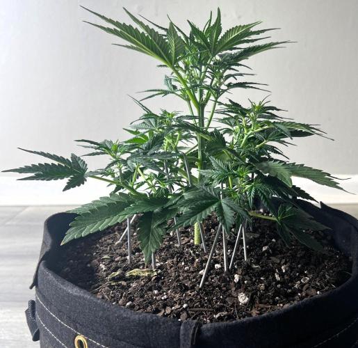 Gorilla Z Auto. Week 5 - Day 32 of Week 4