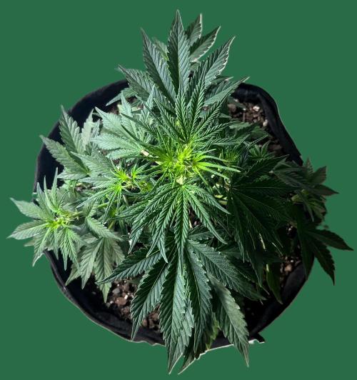 Gorilla Z Auto. Week 5 - Day 33 of Week 4