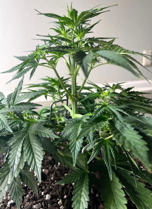 Gorilla Z Auto. Week 5 - Day 33 of Week 4
