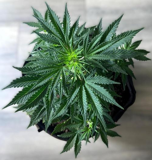 Gorilla Z Auto. Week 5 - Day 34 of Week 4
