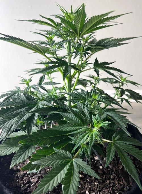 Gorilla Z Auto. Week 5 - Day 34 of Week 4
