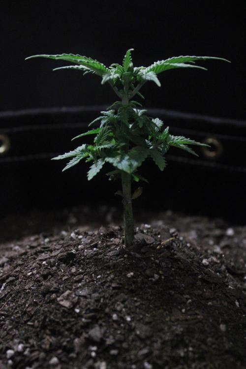 Eternity Cup 26 - Sticky Broccoli (Hunt). Week 4 - Mai day 28