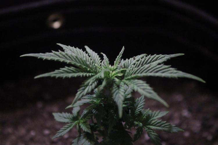 Eternity Cup 26 - Sticky Broccoli (Hunt). Week 4 - Mai day 28