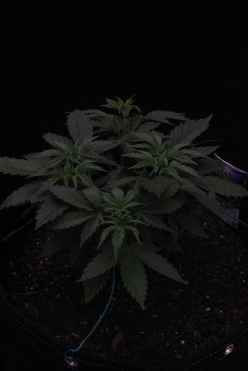 Eternity Cup 26 - Sticky Broccoli (Hunt). Week 4 - Maki day 34