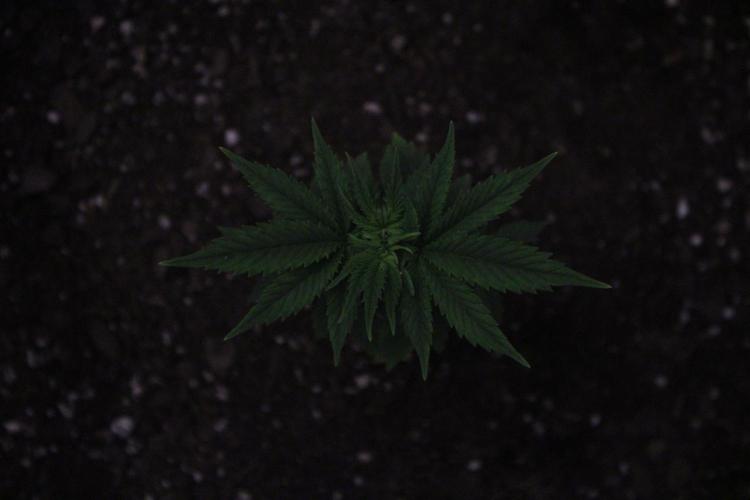 Eternity Cup 26 - Sticky Broccoli (Hunt). Week 4 - Mai day 28