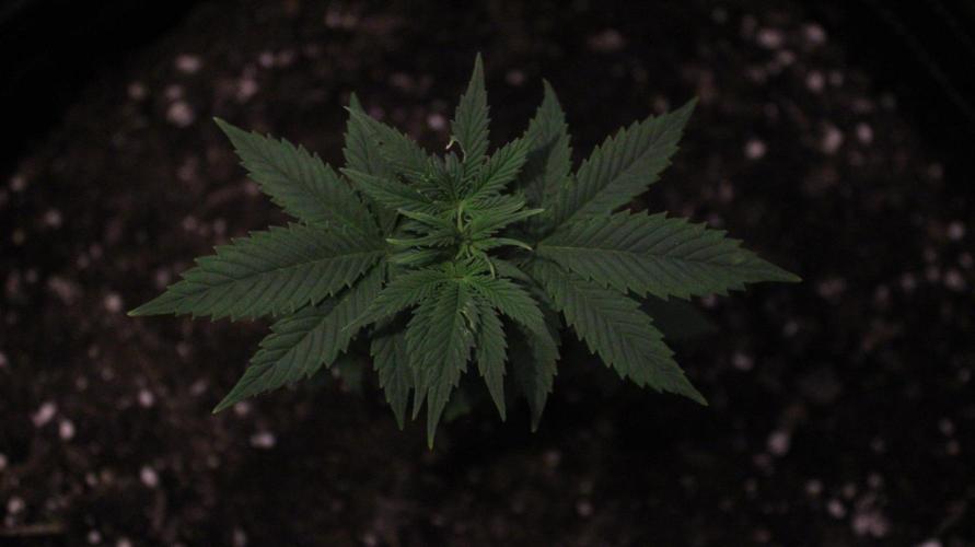 Eternity Cup 26 - Sticky Broccoli (Hunt). Week 4 - Mai day 34