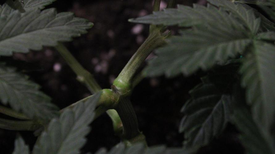Eternity Cup 26 - Sticky Broccoli (Hunt). Week 4 - Maki day 34