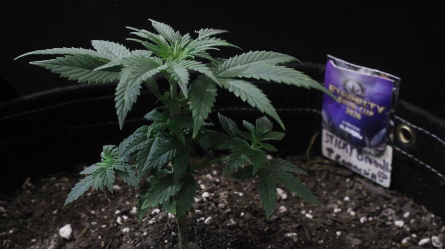 Eternity Cup 26 - Sticky Broccoli (Hunt). Week 4 - Mai day 34