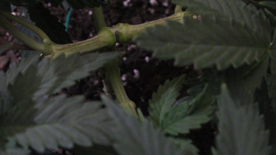 Sticky Broccoli Automatic. Week 4