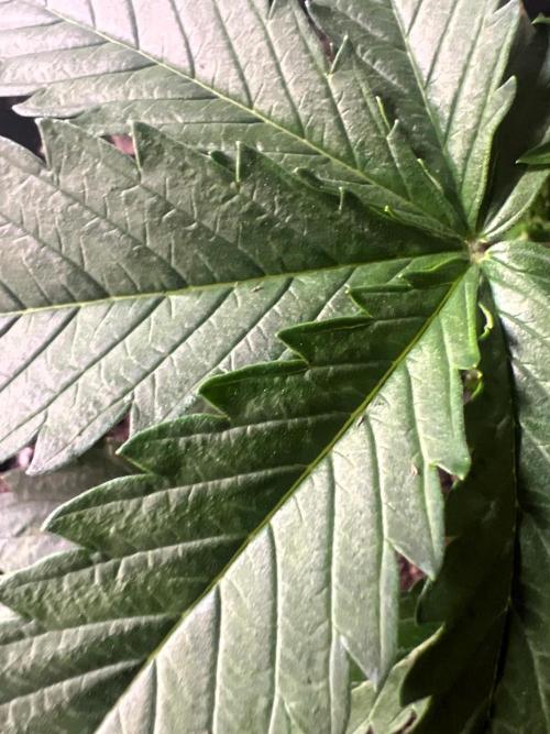 Back To The Future Auto. Week 4