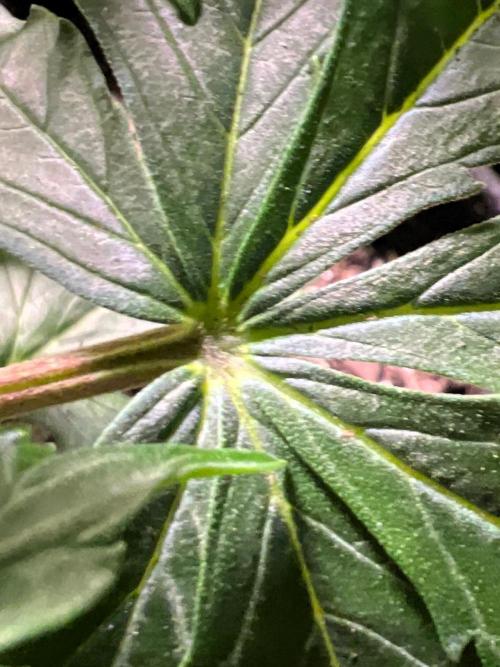 Back To The Future Auto. Week 5