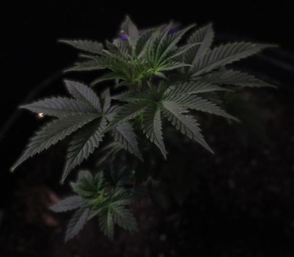 Eternity Cup 26 - Sticky Broccoli (Hunt). Week 5 - Day 40 Mai