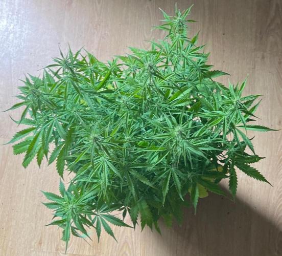 Eternity Cup 26 - Sticky Broccoli (Hunt). Week 6 - Jean Day 48