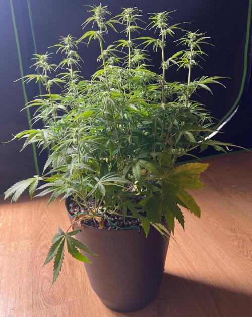 Eternity Cup 26 - Sticky Broccoli (Hunt). Week 6 - Jean Day 48