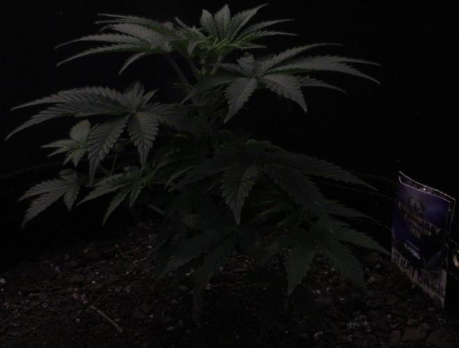 Eternity Cup 26 - Sticky Broccoli (Hunt). Week 6 - Mai Day 44