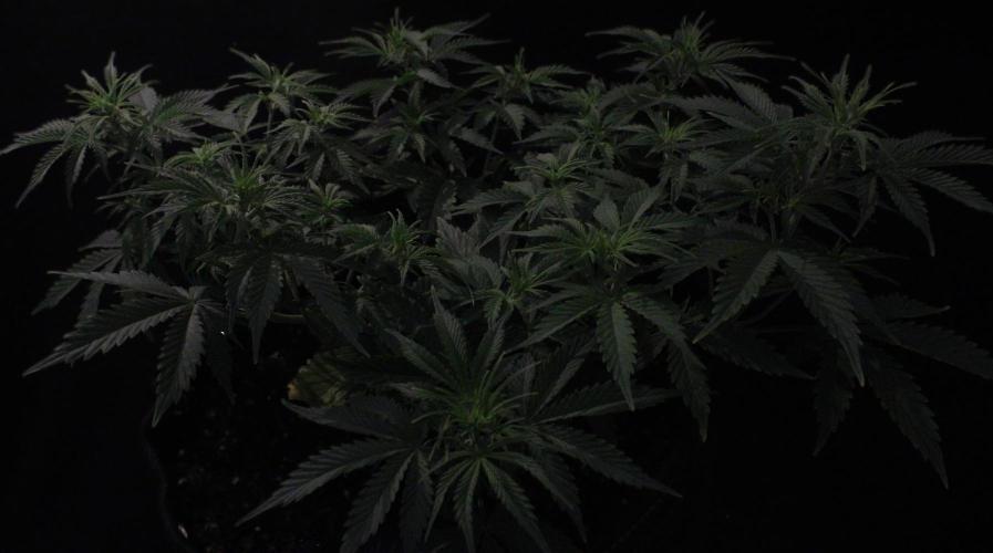 Eternity Cup 26 - Sticky Broccoli (Hunt). Week 6 - Maki Day 46