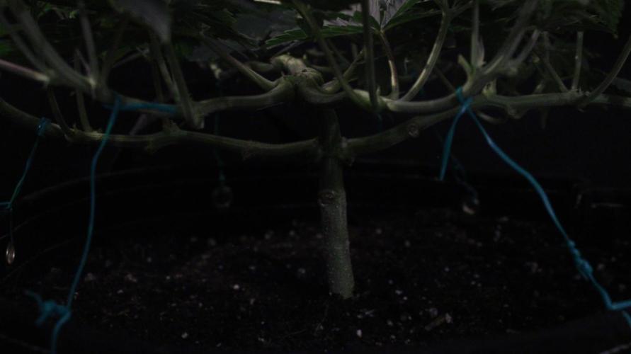 Eternity Cup 26 - Sticky Broccoli (Hunt). Week 6 - Maki Day 46