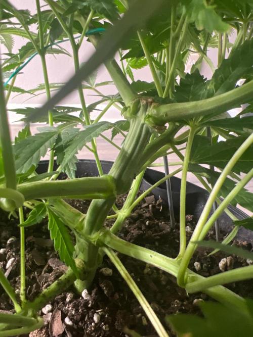 Eternity Cup 26 - Sticky Broccoli (Hunt). Week 6 - Jean Day 43