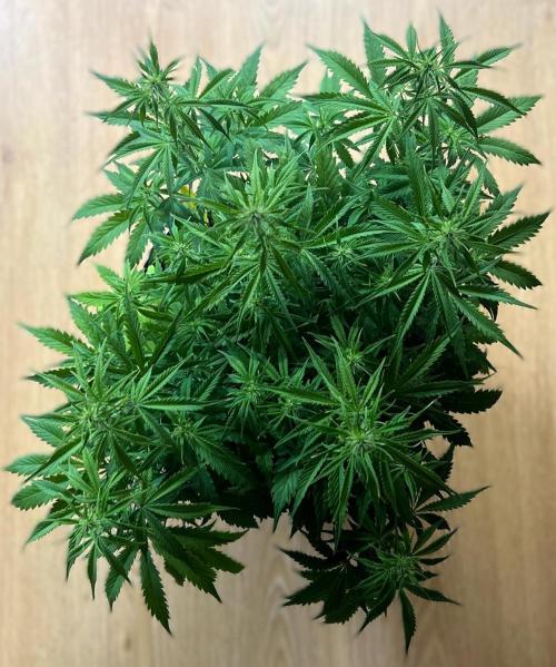 Eternity Cup 26 - Sticky Broccoli (Hunt). Week 6 - Jean Day 45