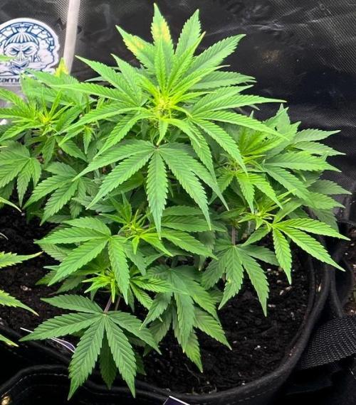 Eternity Cup 26 - Sticky Broccoli (Hunt). Week 7 - Mai Day 52