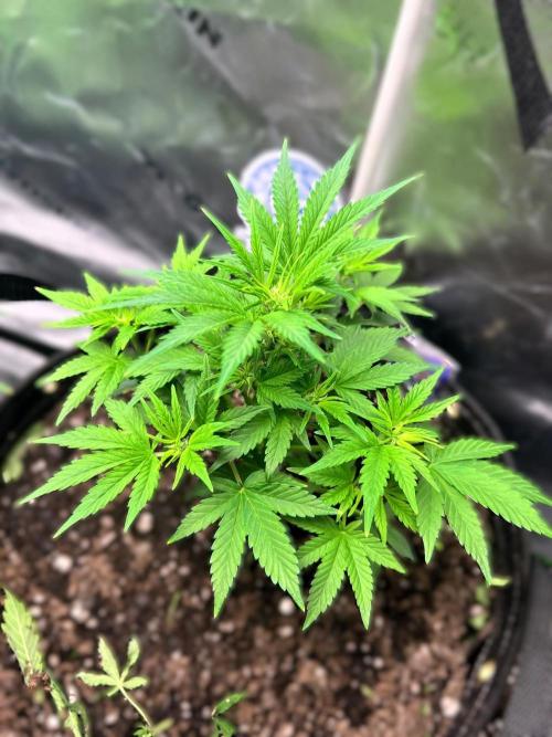 Eternity Cup 26 - Sticky Broccoli (Hunt). Week 7 - Mai Day 52