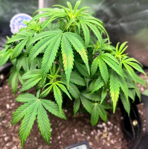 Eternity Cup 26 - Sticky Broccoli (Hunt). Week 7 - Mai Day 53