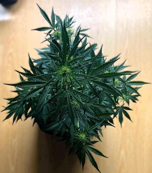 Gorilla Z Auto. Week 6 - Day 41