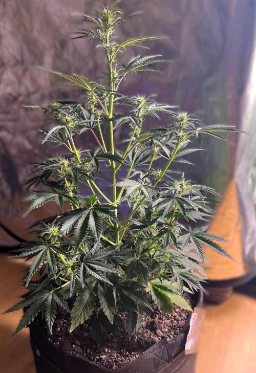 Gorilla Z Auto. Week 6 - Day 41